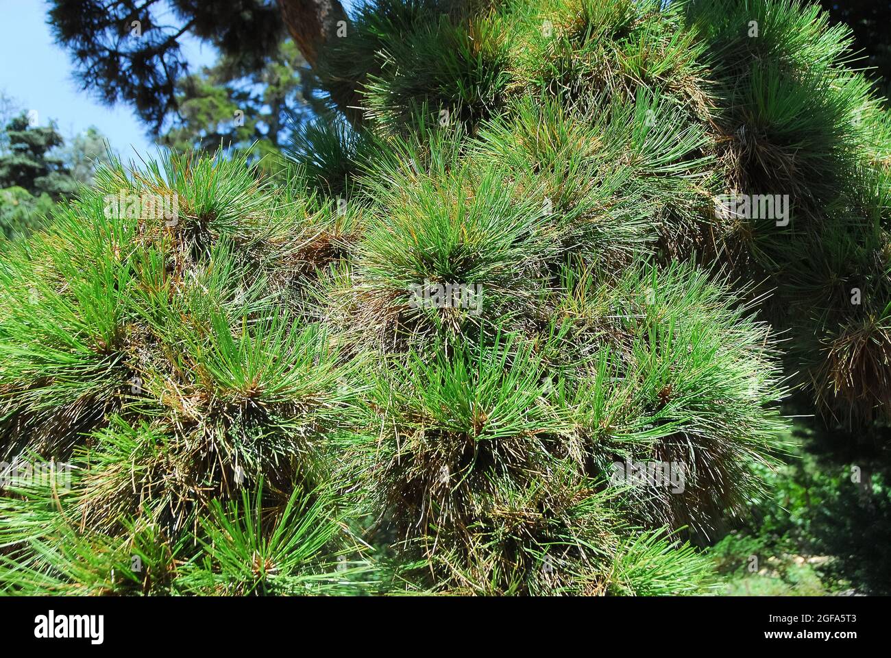 ponderosa pine, bull pine, blackjack pine, western yellow-pine, Gelb-Kiefer, Pinus ponderosa var. Scopulorum, amerikai sárgafenyő Stock Photo