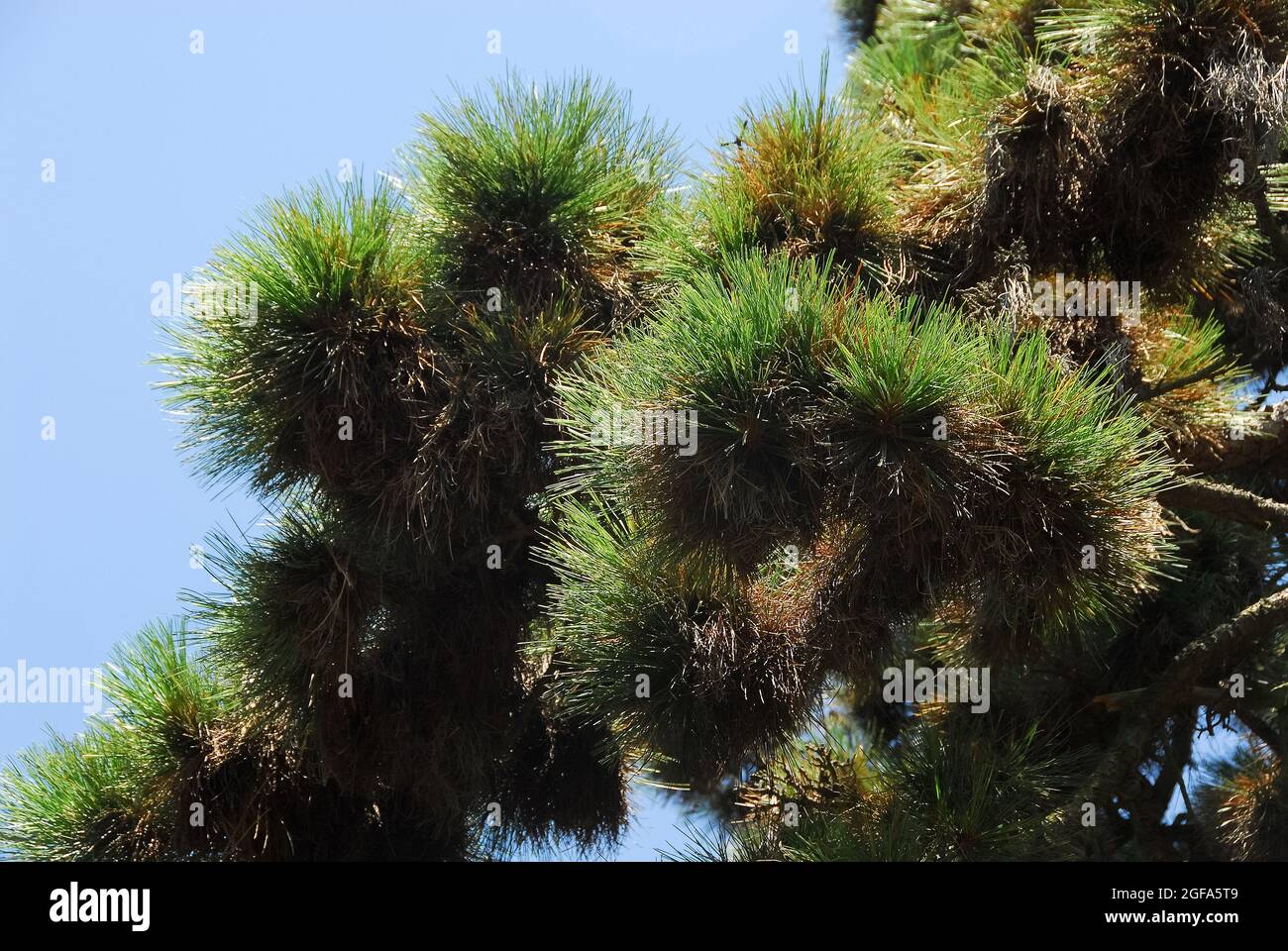 ponderosa pine, bull pine, blackjack pine, western yellow-pine, Gelb-Kiefer, Pinus ponderosa var. Scopulorum, amerikai sárgafenyő Stock Photo