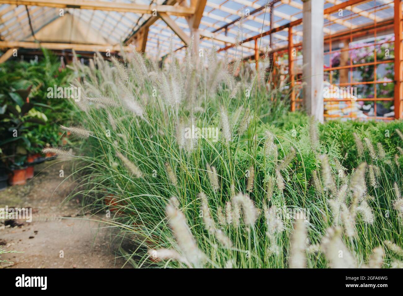 Potted calamagrostis brachytricha plants in a greenhouse Stock Photo