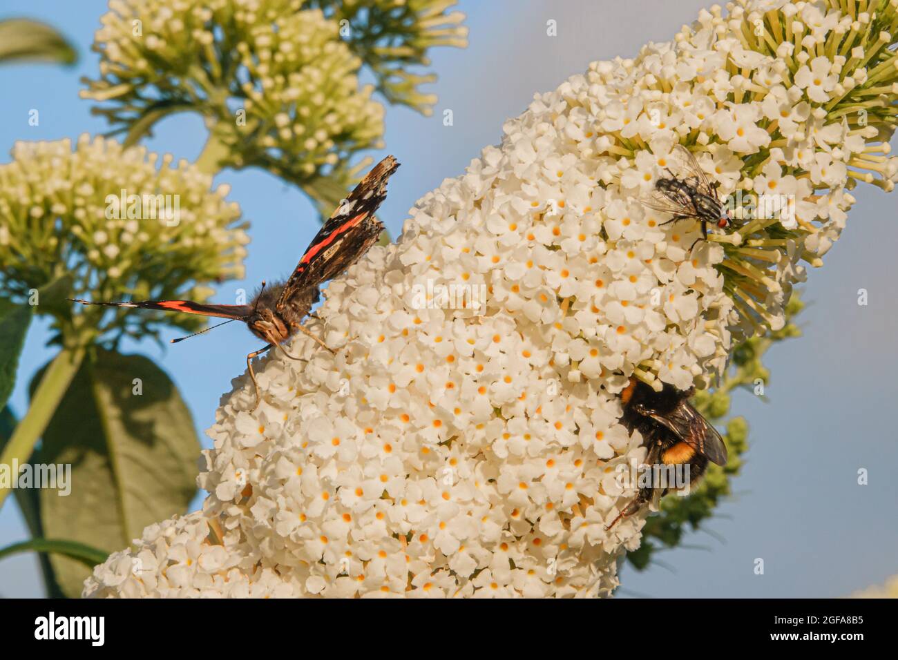 close up of a Red Admiral butterfly (Vanessa atalanta), bumblebee (Bombus) and a house fly (Musca domestica) feeding on a white buddleja davidii bush Stock Photo