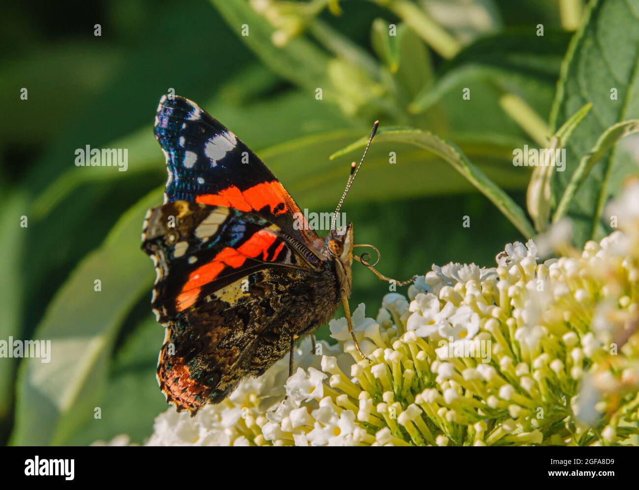 close up of a Red Admiral butterfly (Vanessa atalanta) feeding on a buddleja davidii (white profusion) butterfly bush, Wiltshire UK Stock Photo