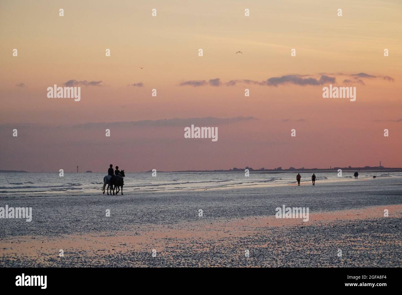 UK Weather, 24 August 2021: Just before sunset at East Wittering beach in West Sussex, two riders on their horses walk along the firm sand at low tide. On the horizon is the Isle of Wight. Anna Watson/Alamy Live News Stock Photo