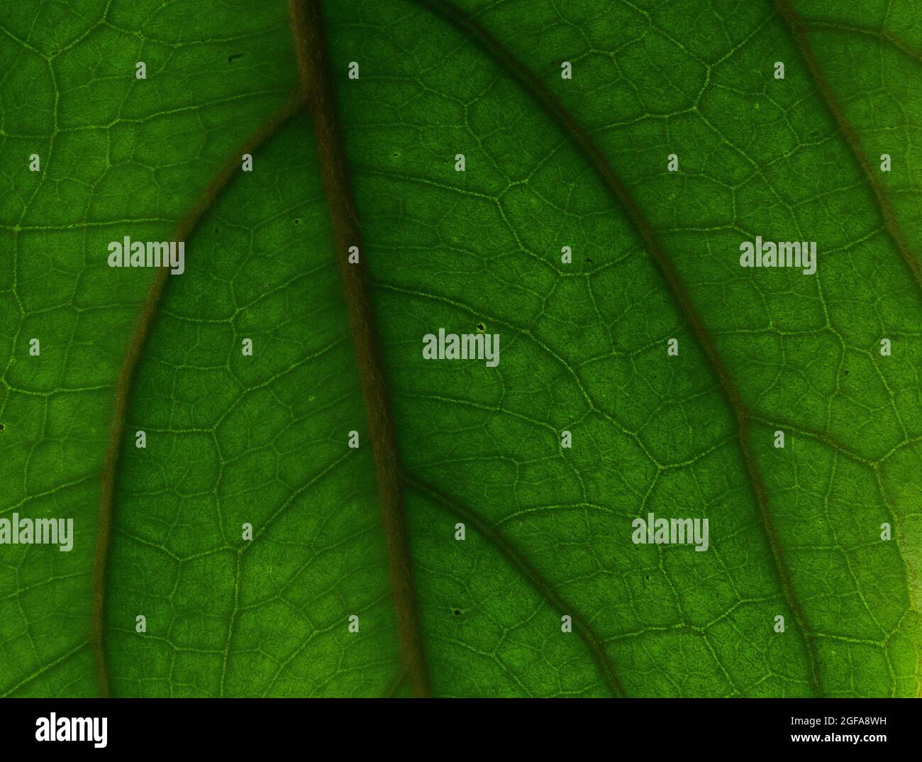 Texture of backlit leaf hi-res stock photography and images - Alamy