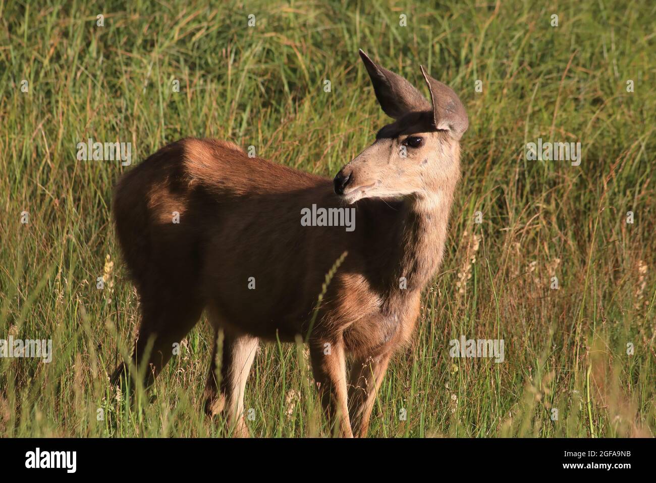 Deer in the meadow Stock Photo