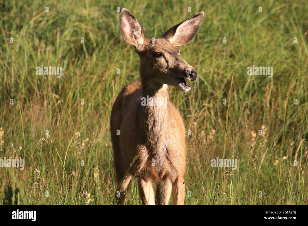 Deer in the meadow Stock Photo