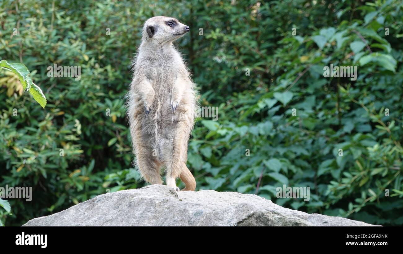 Meerkat guards and stands on a stone. In the background are trees. Stock Photo