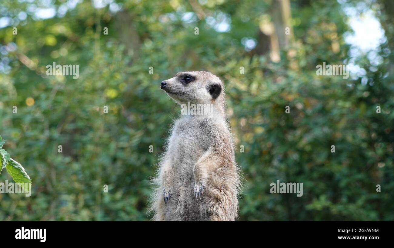 Detail of the face of meerkat. In the background are trees. Stock Photo