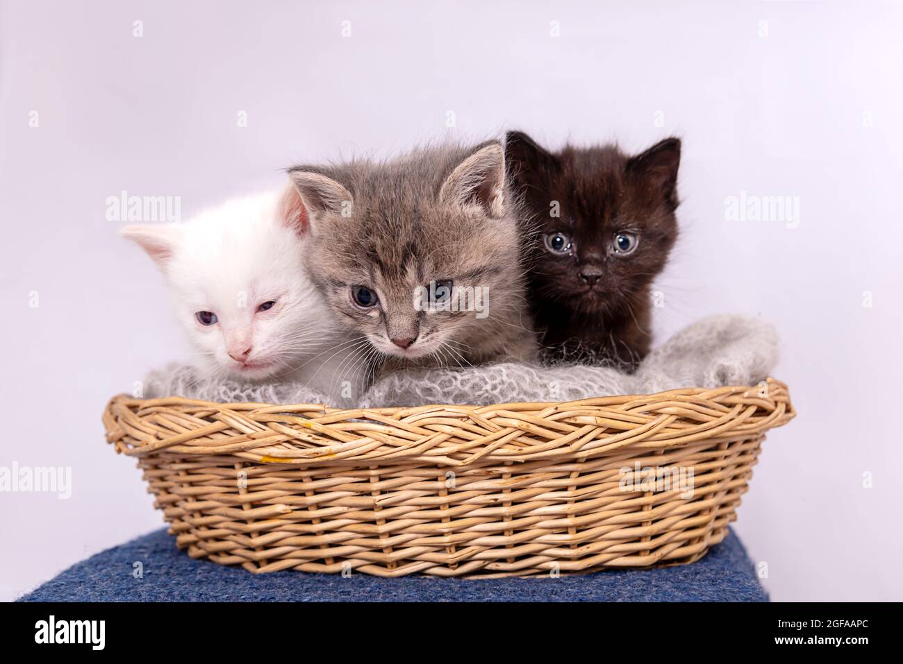 Small three kittens sit together in straw basket, isolated on white Stock Photo