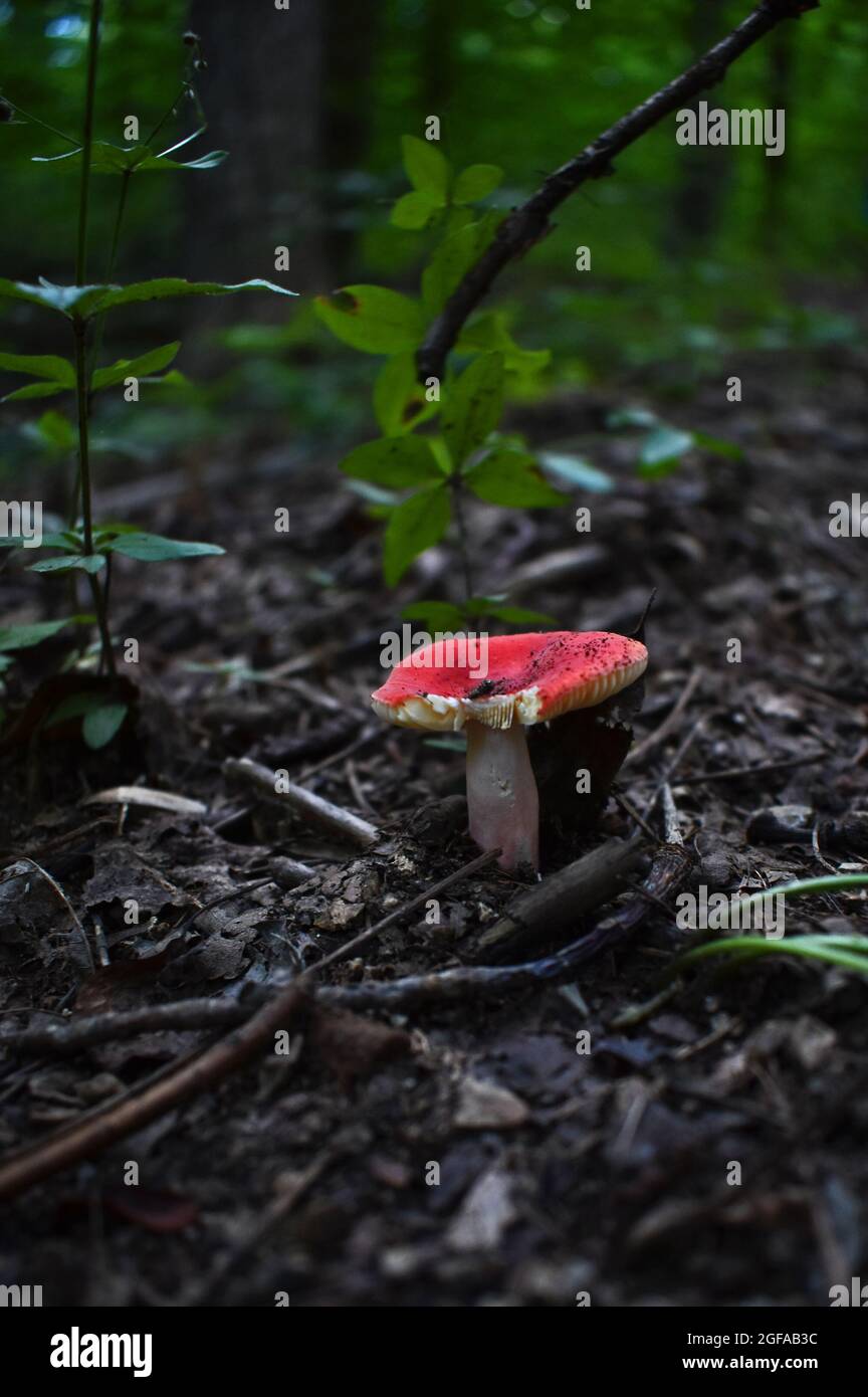 Scarlet waxy cap fungus (Hygrocybe Punicea) on the forest floor Stock Photo