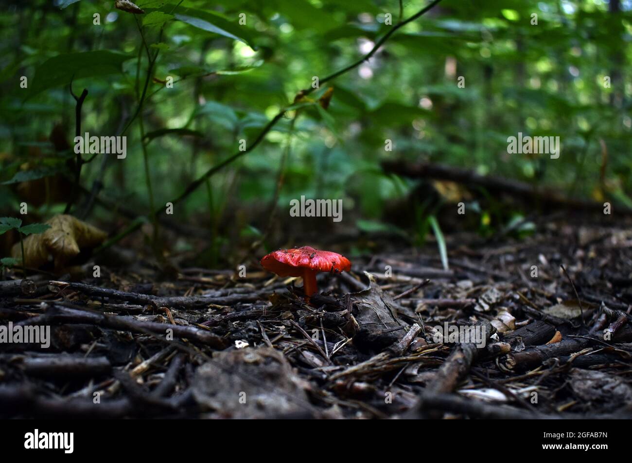 Scarlet waxy cap fungus (Hygrocybe Punicea) on the forest floor Stock Photo