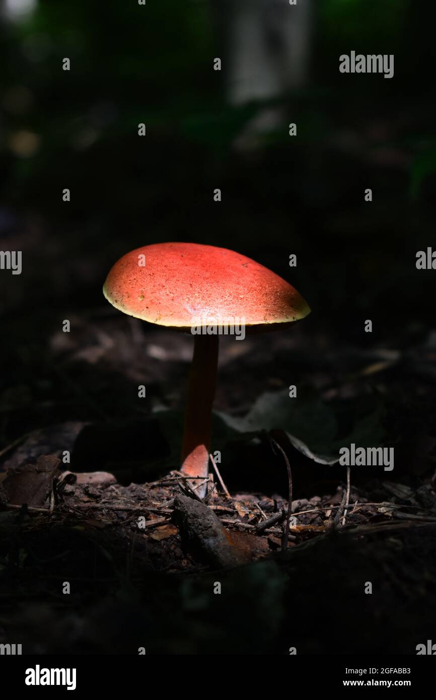 Scarlet waxy cap fungus (Hygrocybe Punicea) on the forest floor Stock Photo