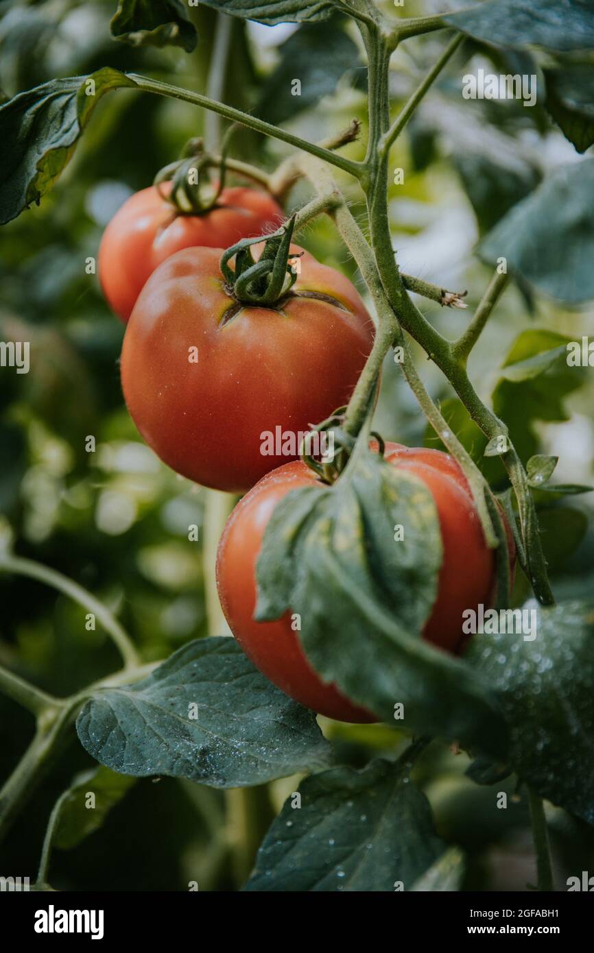 Bunch of fresh organic tomatoes growing on a plant in a garden Stock ...