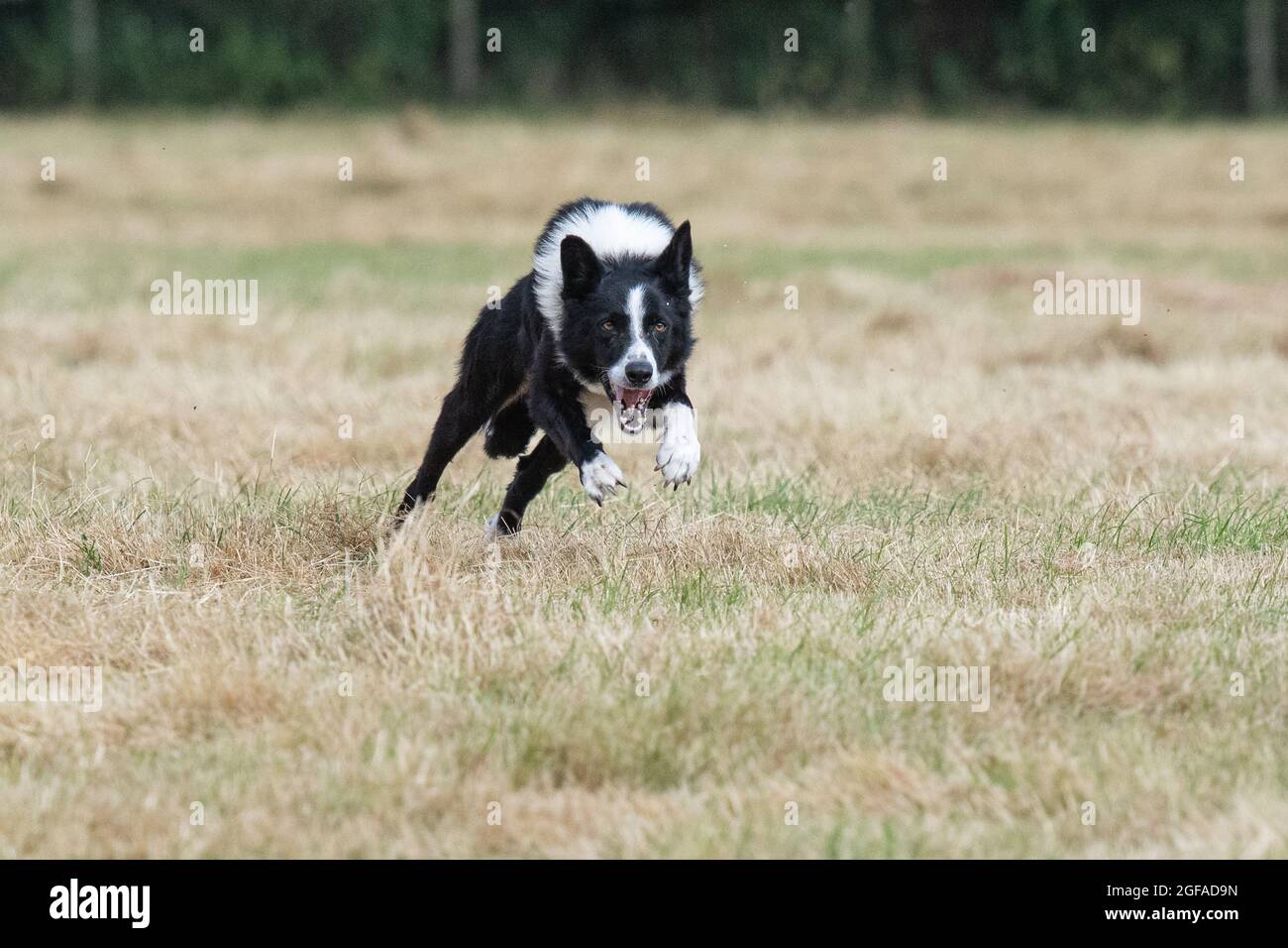action shot of a border collie dog Stock Photo