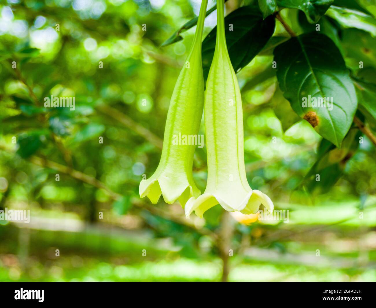 Beautiful Cubanola Domingensis blooming in its beauty Stock Photo