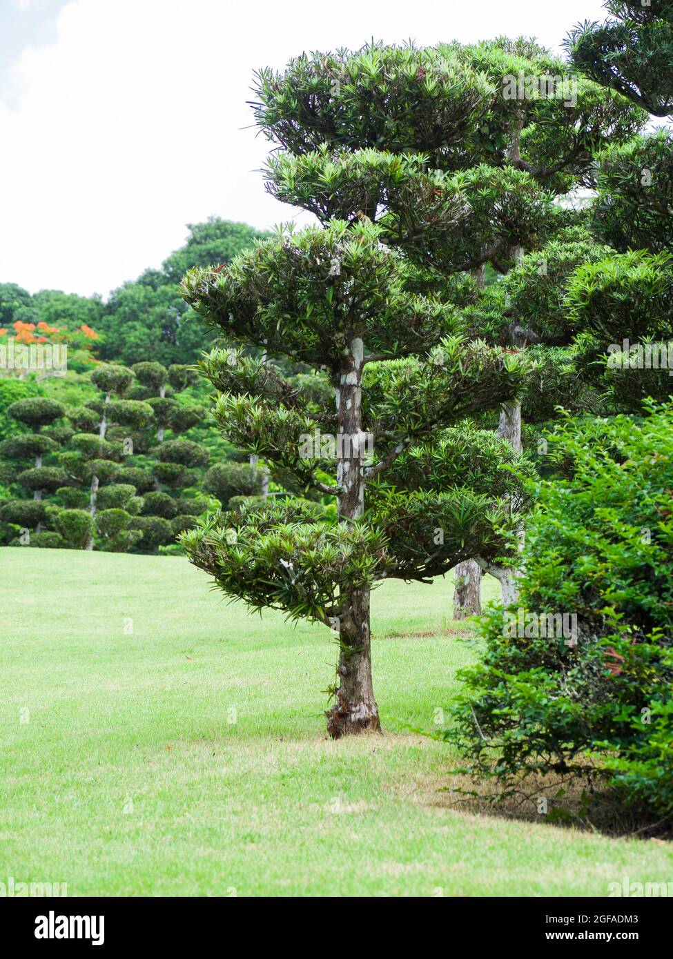 Vertical shot of a Podocarpus Macrophyllus in the park Stock Photo