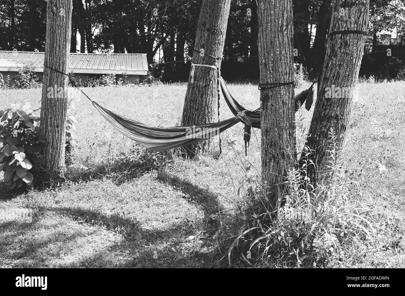 Black and white of a hammock between trees Stock Photo Alamy