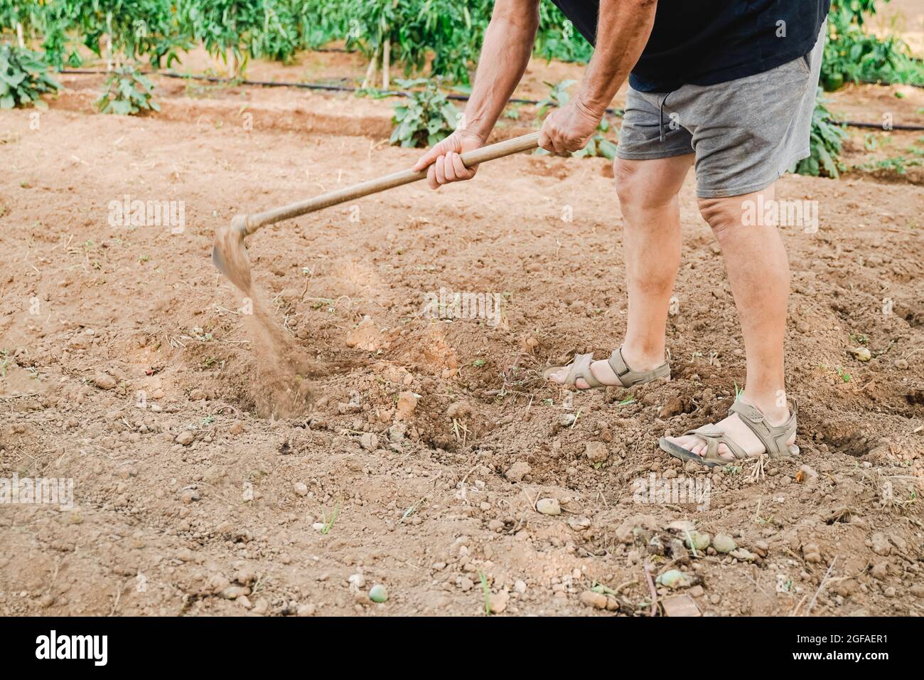Senior farmer working at green house farm tilling the fertile soil