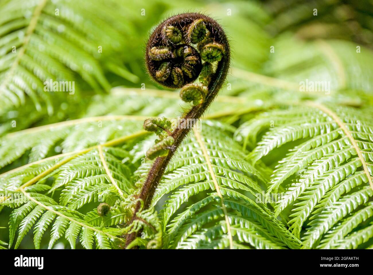 Unfurling frond (Koru) of silver fern (Alsophila dealbata), Marlborough Sounds, Marlborough Region, New Zealand Stock Photo