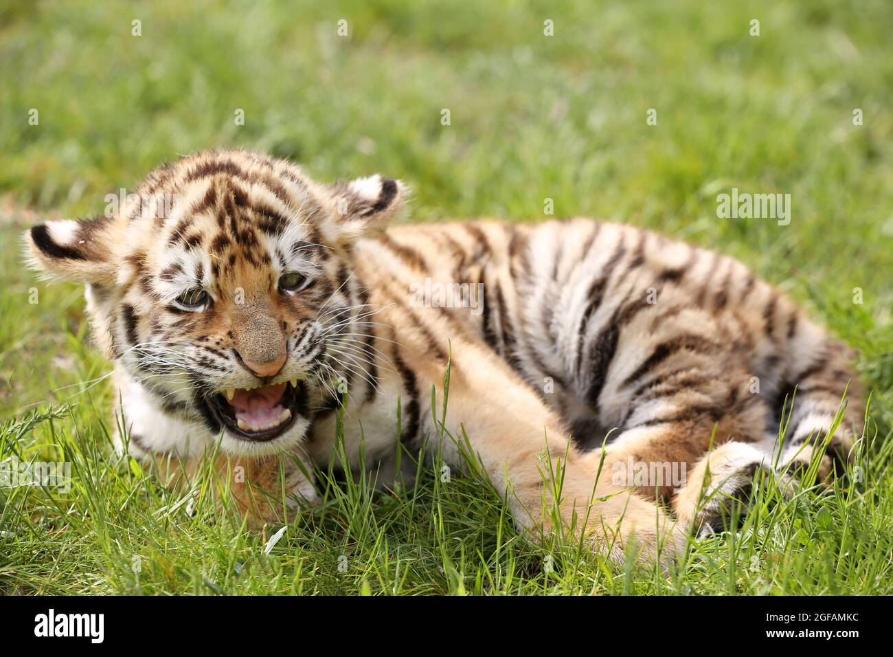 Baby tiger lying on grass Stock Photo - Alamy