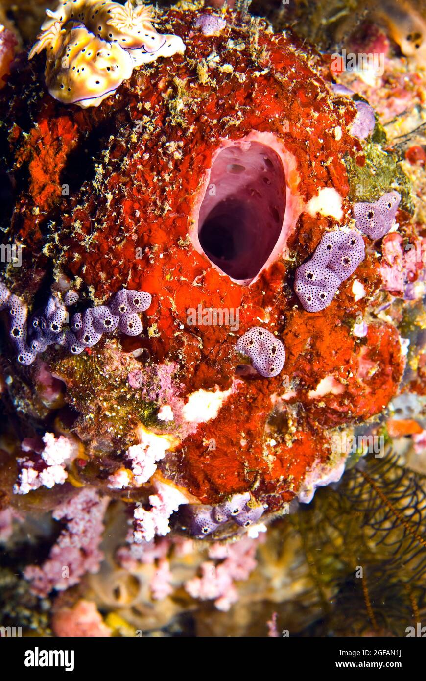 Lavender encrusting sponges on red vase sponge, Bunaken National Marine Park, Sulawesi, Indonesia Stock Photo