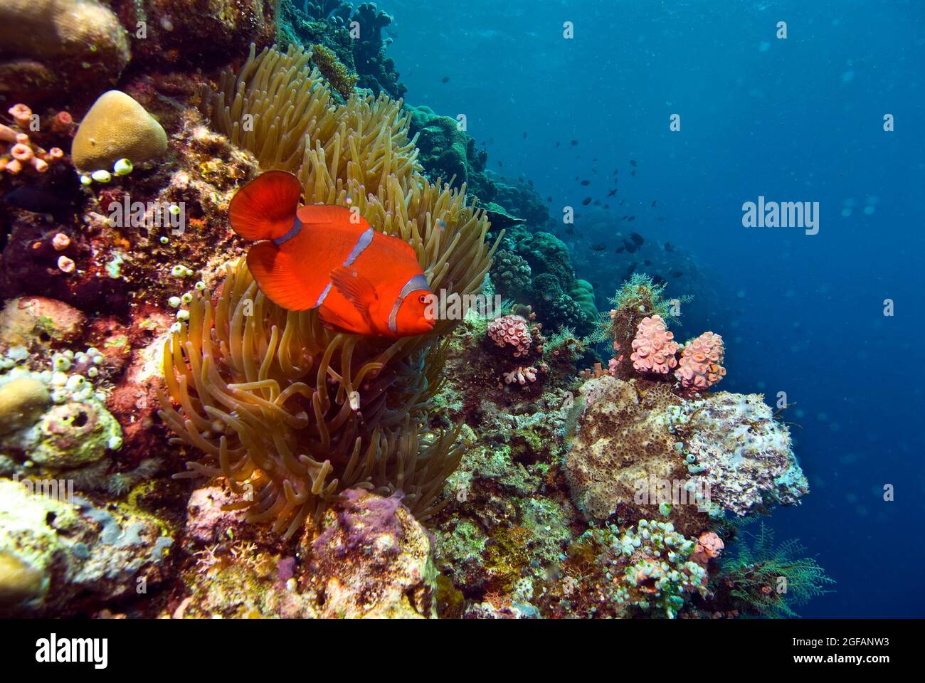 Spinecheek anemonefish,  Bunaken National Marine Park, Sulawesi, Indonesia Stock Photo