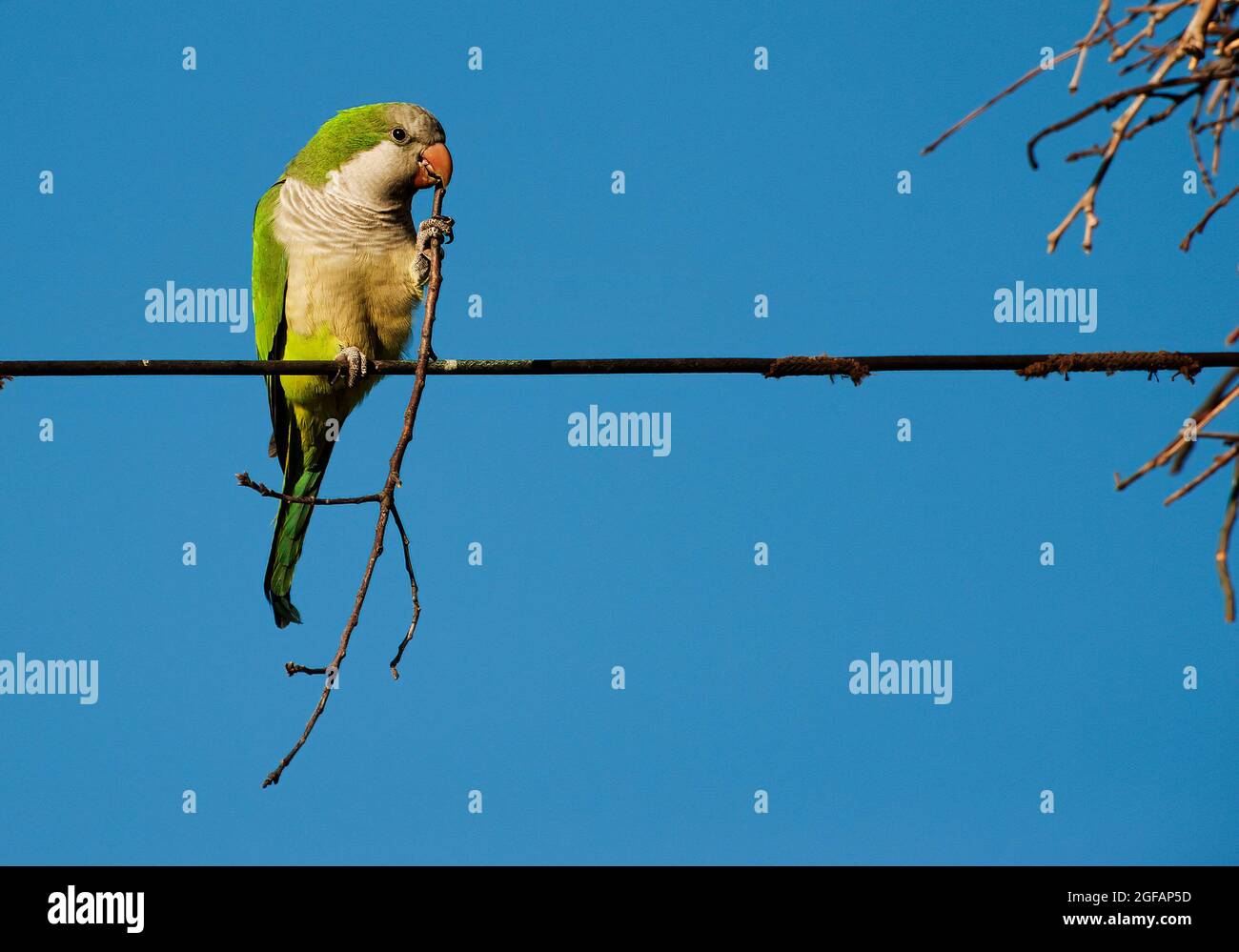 Monk parakeet with nesting material Stock Photo Alamy