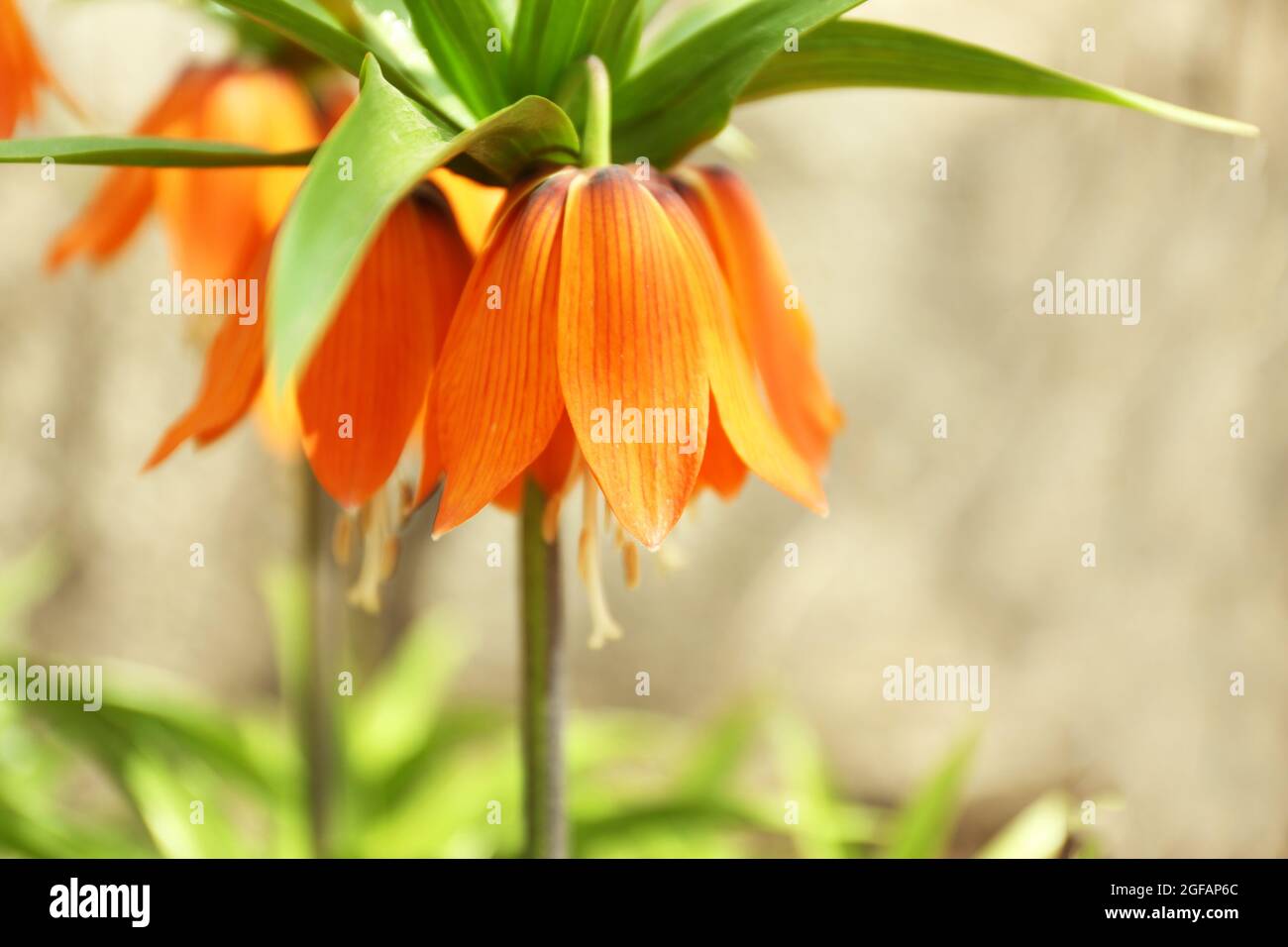 Royal Crown flowers on meadow Stock Photo Alamy