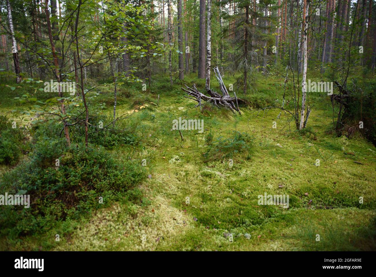 Landscape. A swampy area in the northern forest. Stock Photo