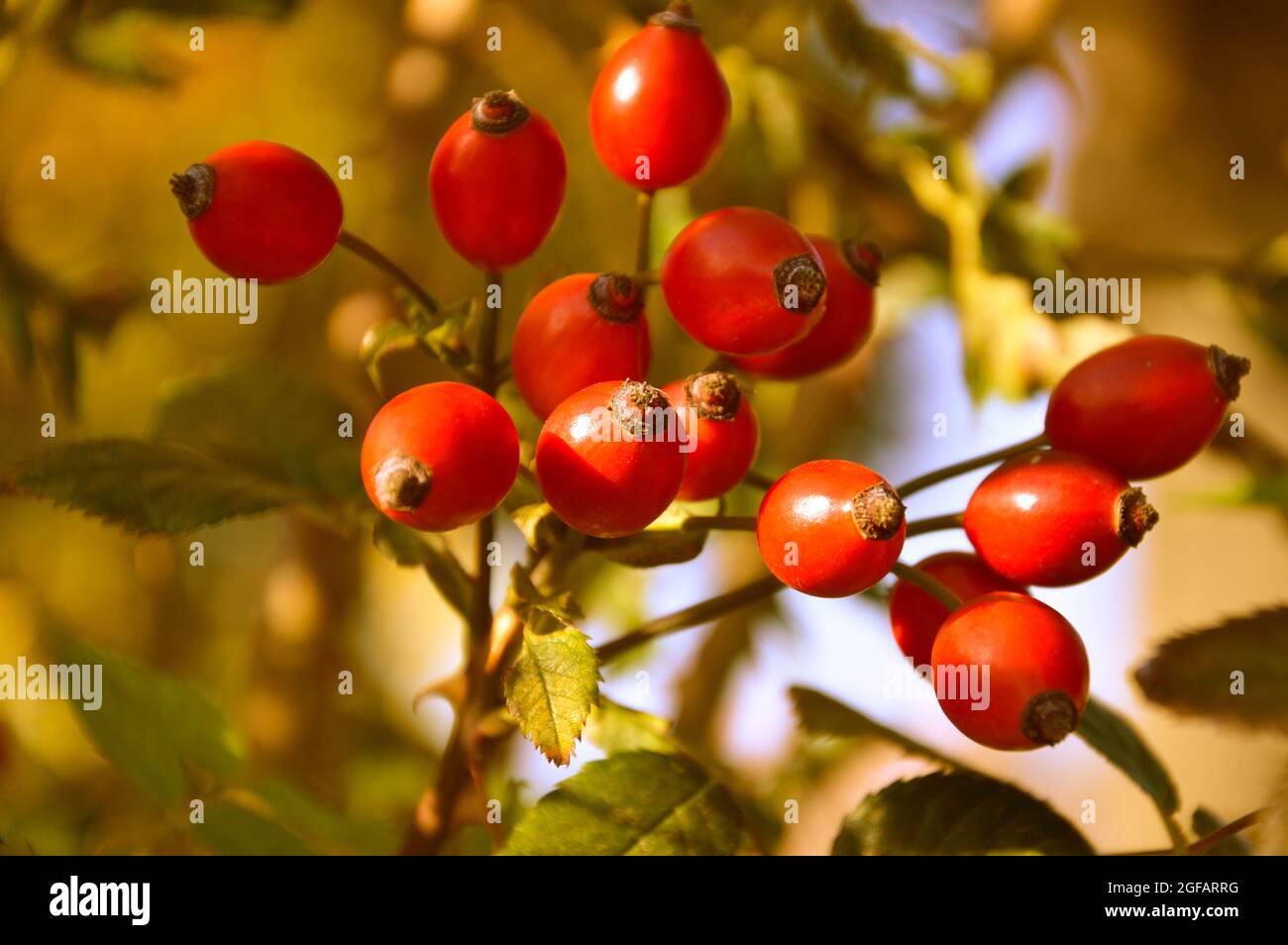 Rose hip, red fruits in autumn in Valle del Ambroz, Extremadura, Spain Stock Photo