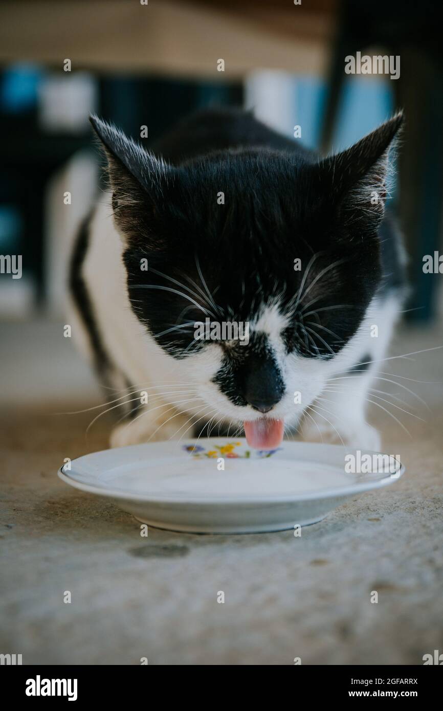 cute cat drinking milk
