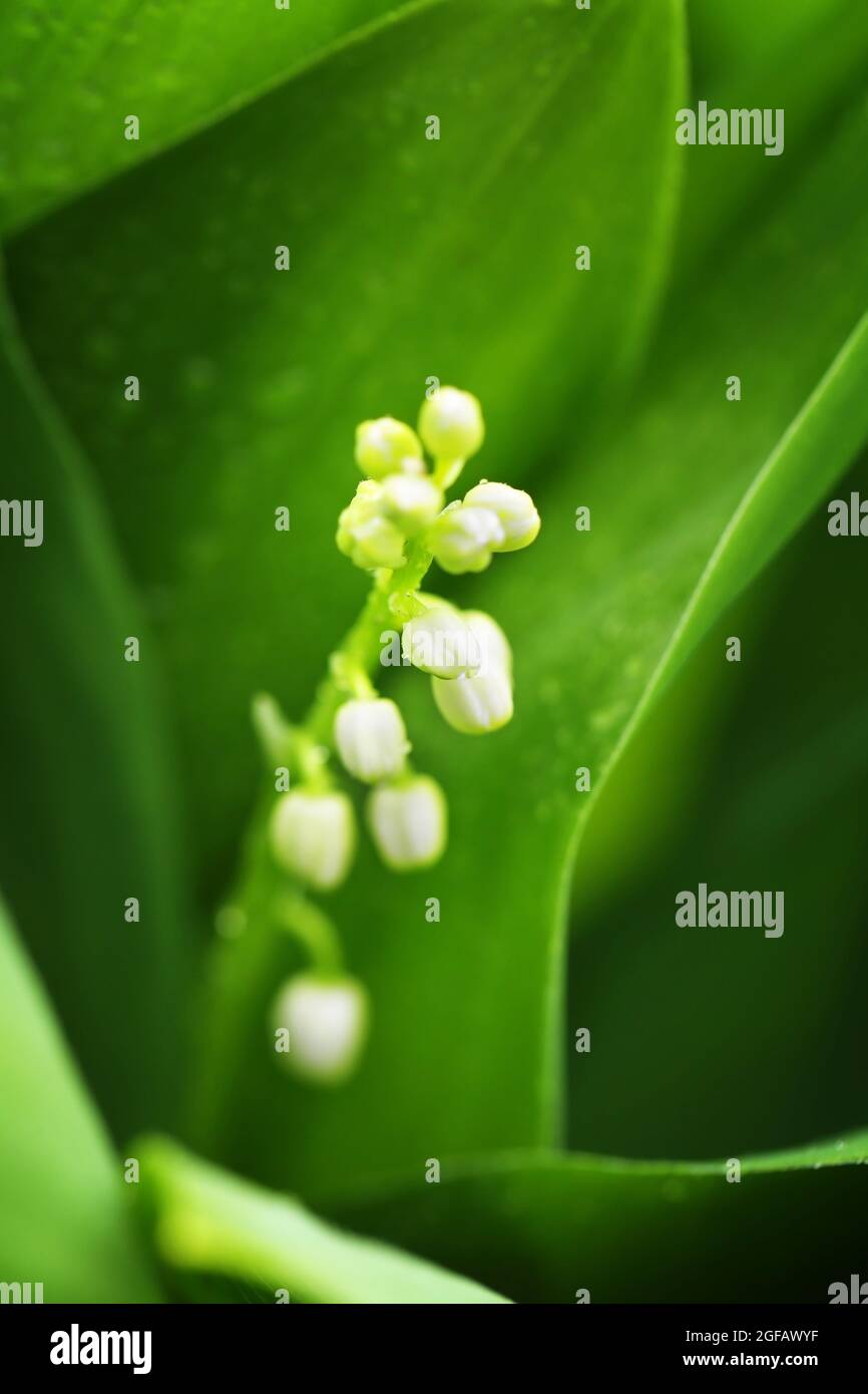 Lily of the valley, close up