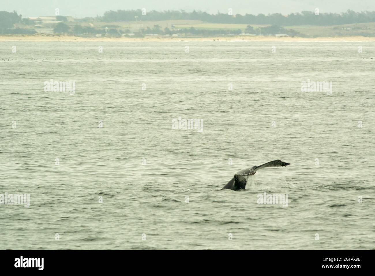 The tail of a Humpback Whale swimming in Monterey Bay, not far from the shore. The coast at Moss Landing can be seen in the background. Stock Photo