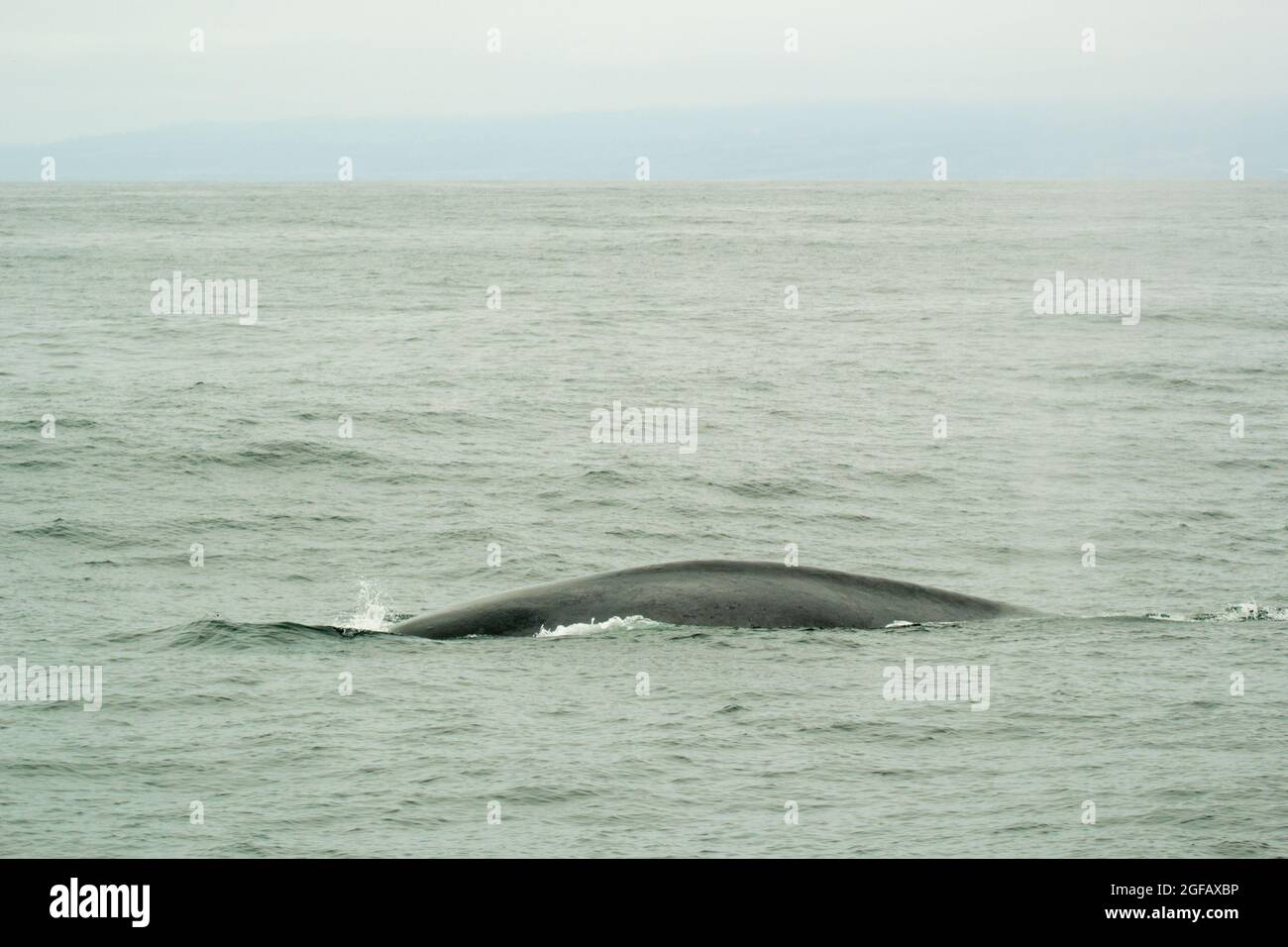 Hump of a wild humpback whale swimming in the Pacific Ocean in Monterey Bay, California, in August. Overcast day, gray skies and sea. Stock Photo