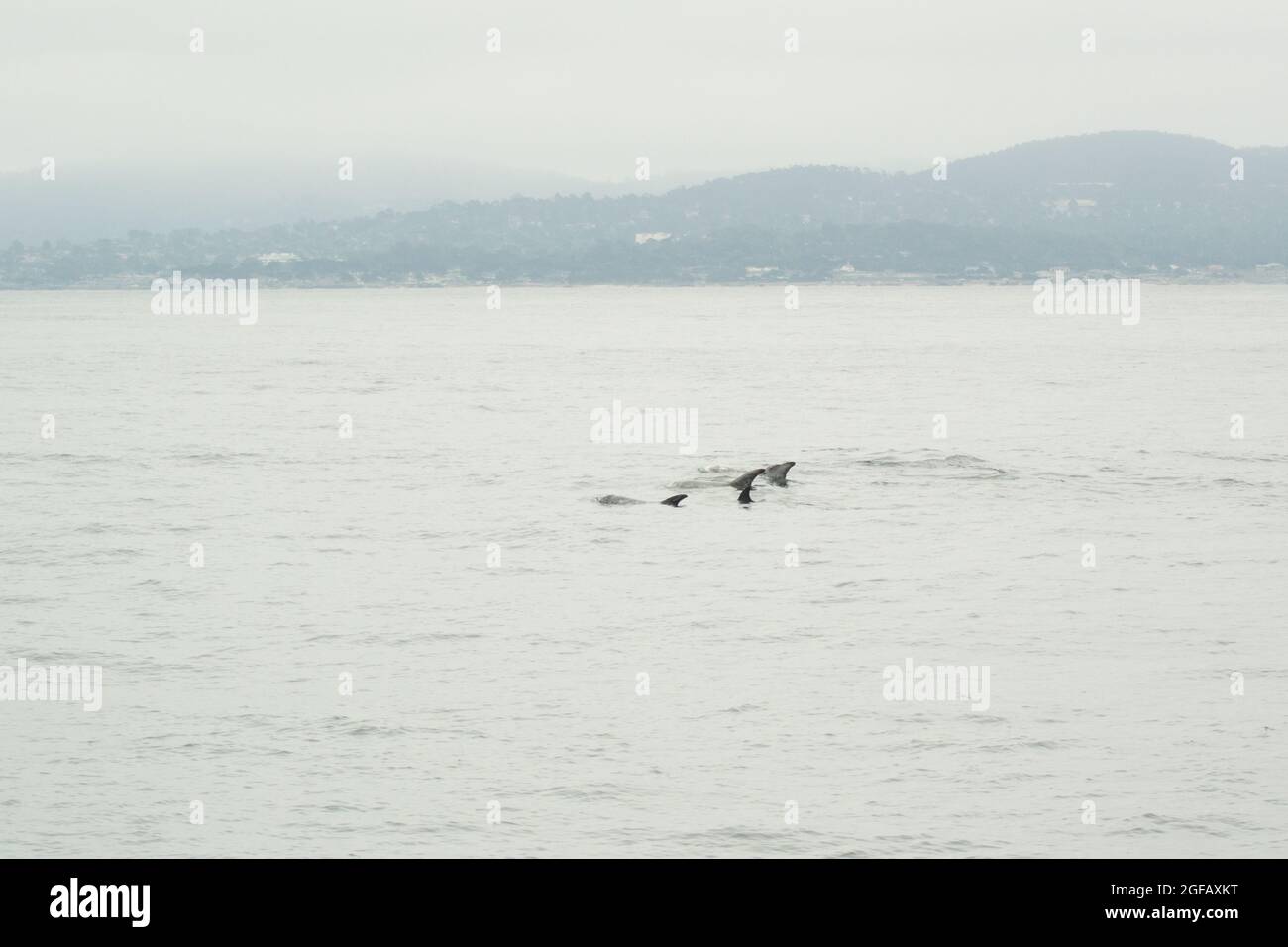 Pod of Risso's Dolphins swimming in Monterey Bay on an overcast gray day in August. Stock Photo