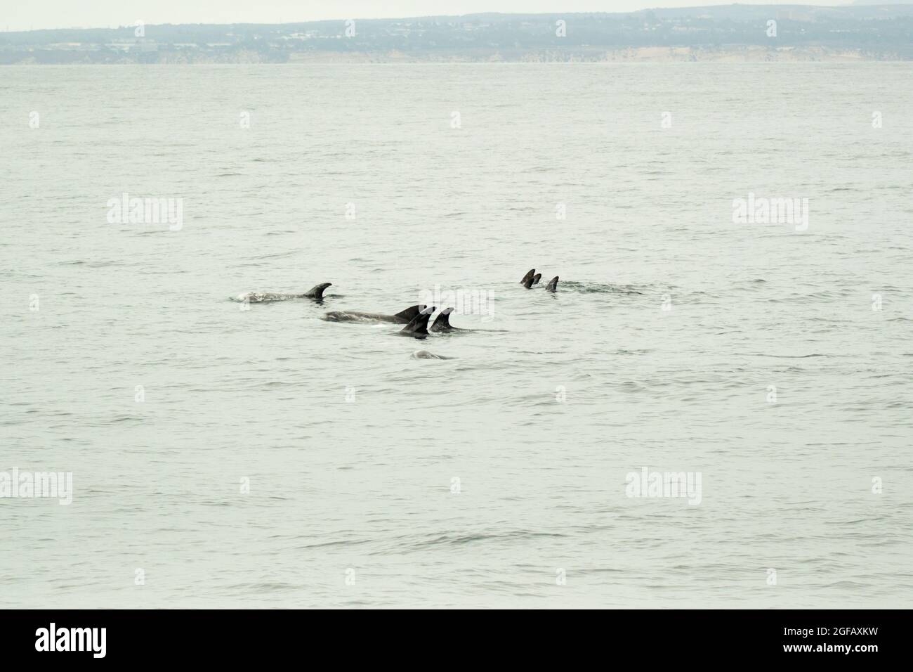 Pod of Risso's Dolphins swimming in Monterey Bay on an overcast gray day in August. Stock Photo