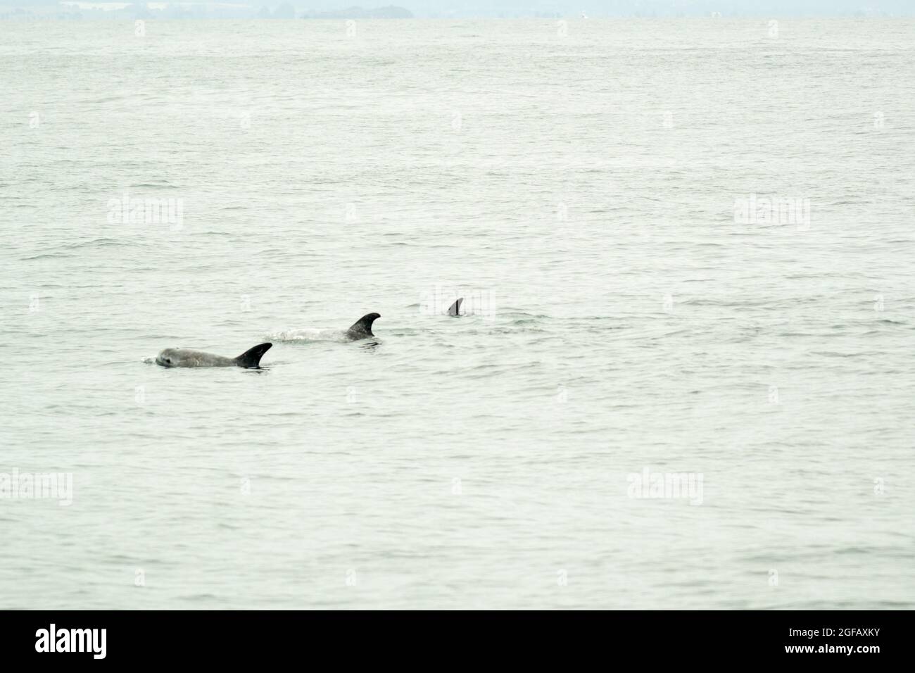 Three Risso Dolphins swimming in parallel with their dorsal fins showing above the water on calm grey day in Pacific Ocean Stock Photo