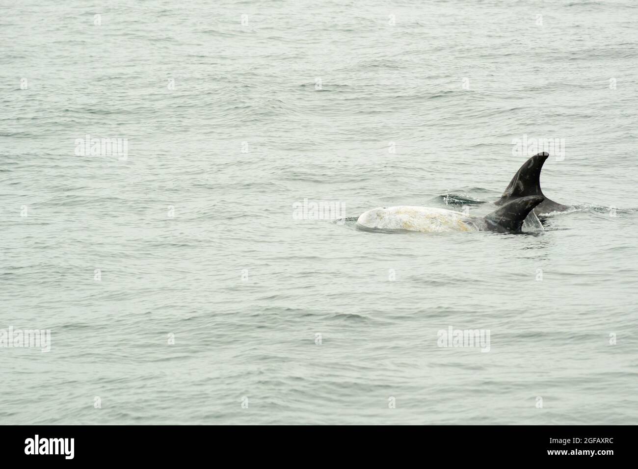 Pair of Risso Dolphins swimming in Pacific Ocean showing their scarred dorsal fins. One is older with heavily scarred, white, body. Stock Photo
