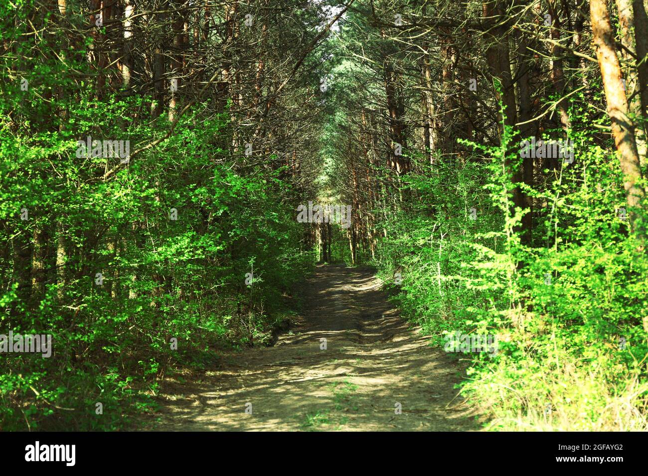 Way through the green forest Stock Photo - Alamy