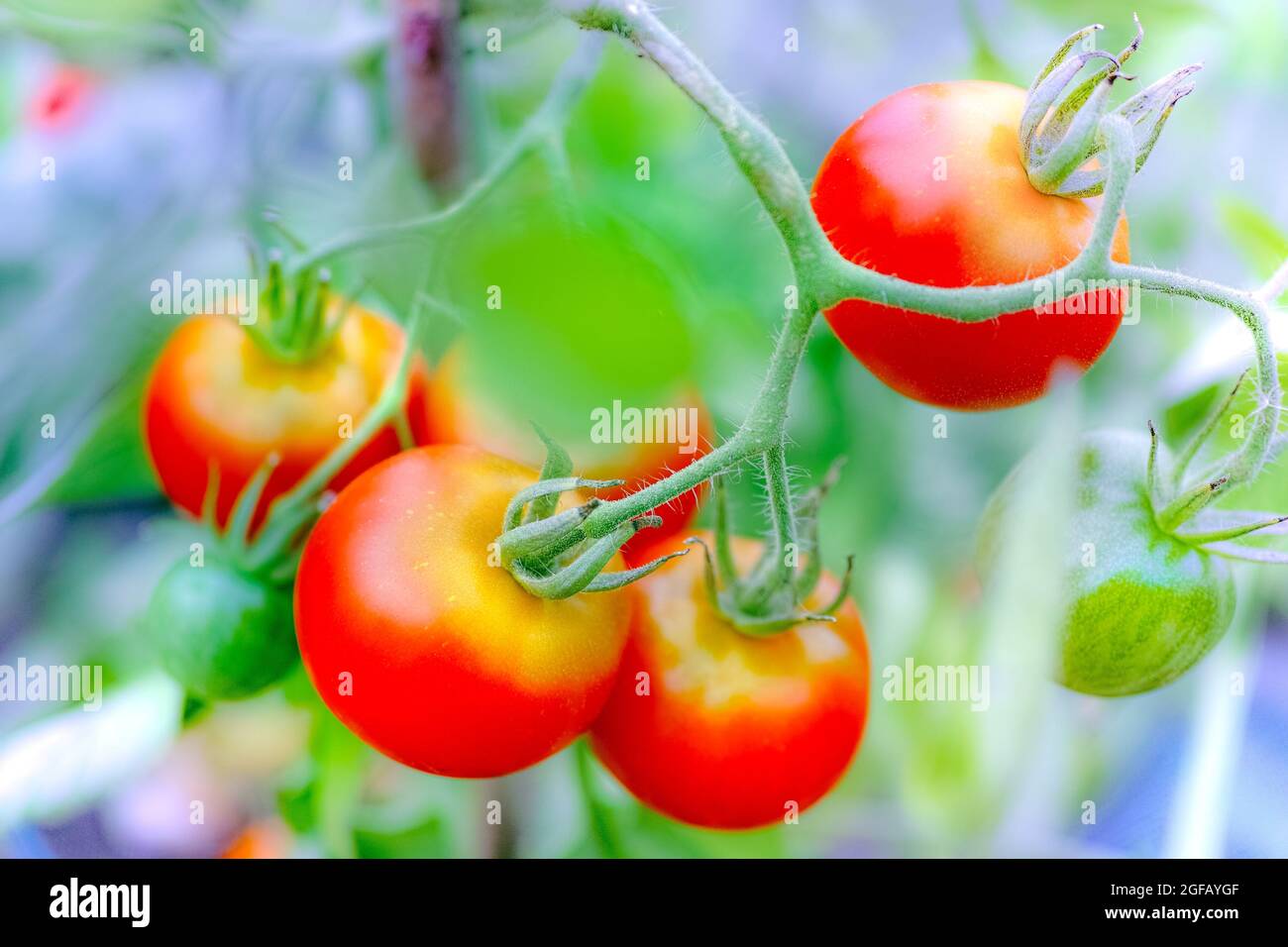 Ripe tomato plant growing in greenhouse, vivid colors Stock Photo - Alamy