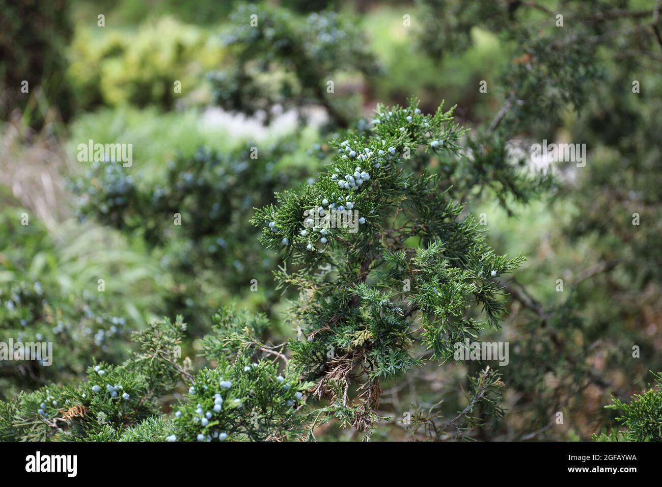 Close up of a branch of a female Chinese Juniper, Juniperus Chinensis, with blue seed cones in the summer Stock Photo