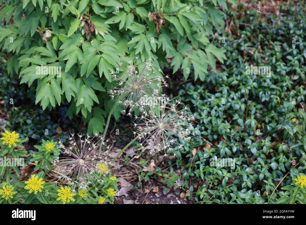 Allium seed heads in front of a shrub in a garden in Hales Corners, Wisconsin in the summer Stock Photo