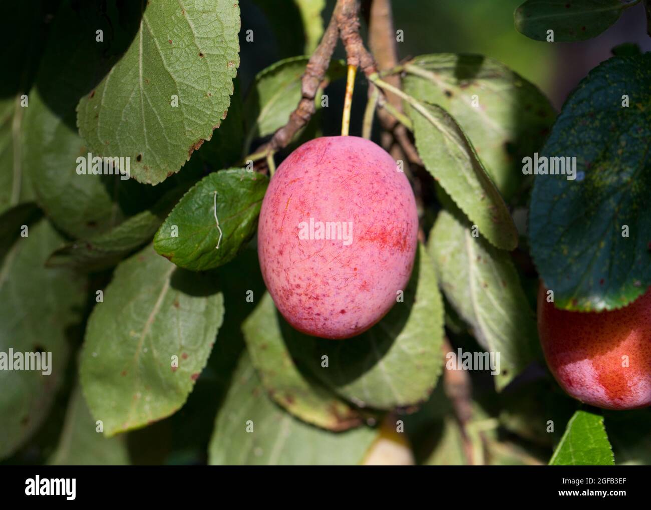 Victoria plums plum hires stock photography and images Alamy