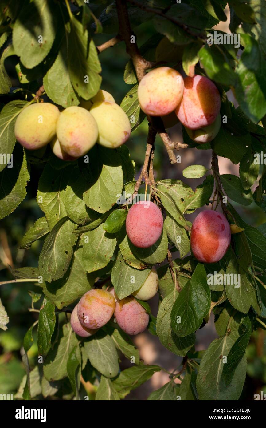 Victoria plum tree united kingdom hires stock photography and images Alamy