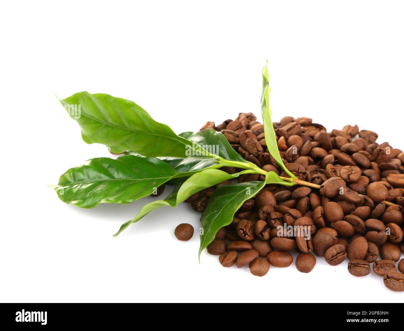 Coffee beans and green leaves, isolated on white Stock Photo - Alamy