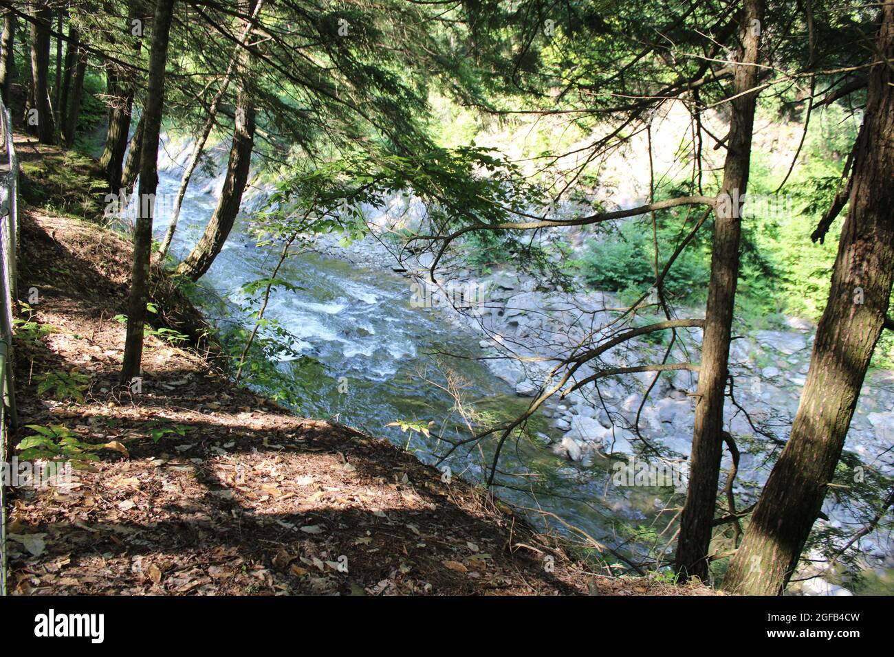 A Rushing River Alongside Evergreens Stock Photo - Alamy
