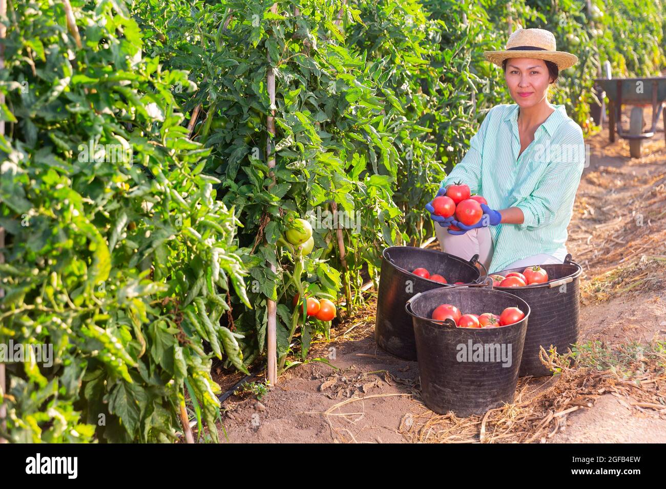 Successful Asian woman farmer showing harvest of tomatoes on farm Stock ...