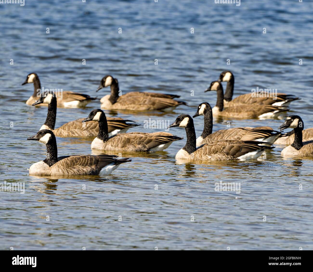 Canada Geese group swimming in their environment and surrounding habitat.  Colony of Geese Stock Photo - Alamy