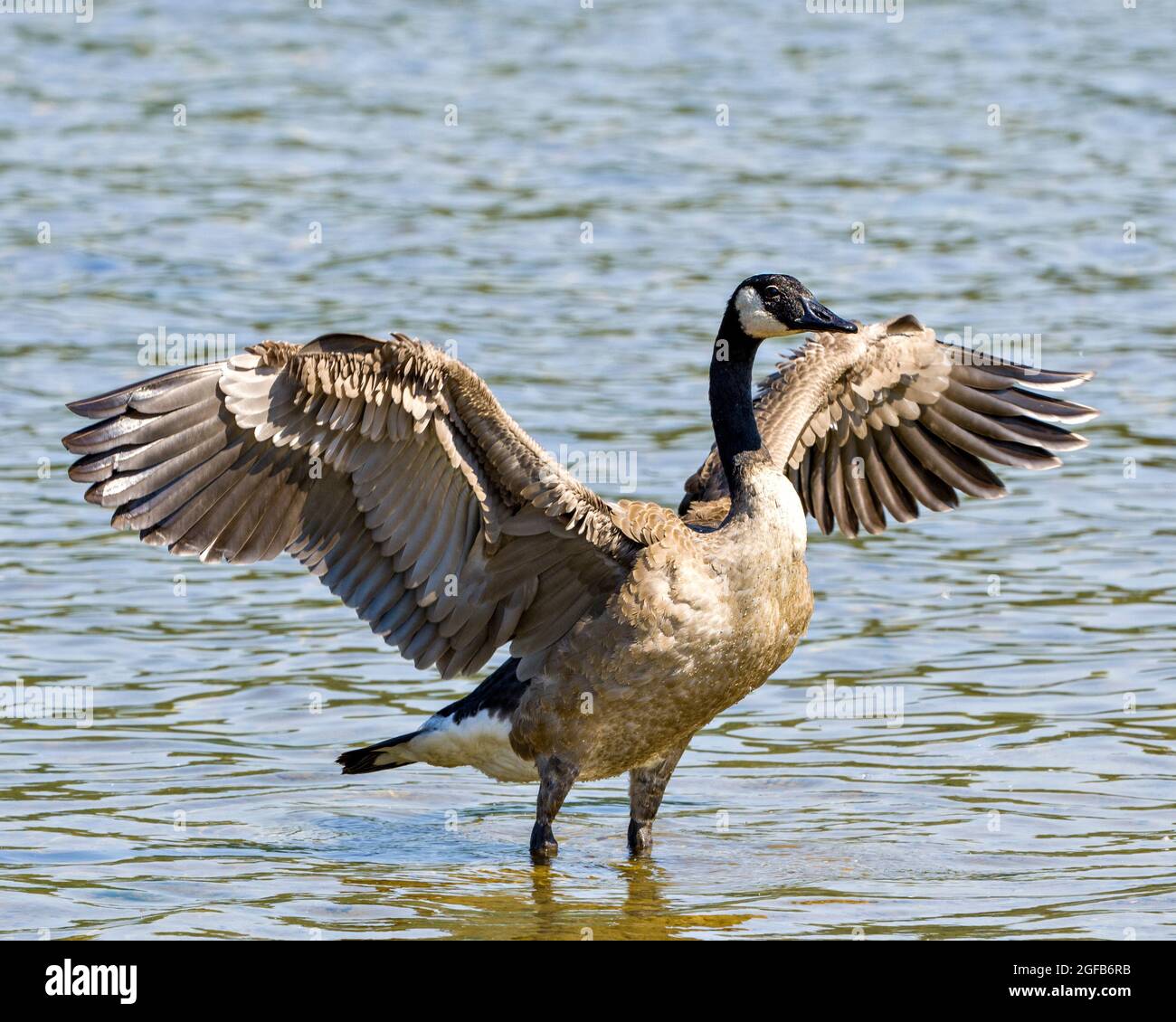 Canada geese amazing bird image hi-res stock photography and images - Alamy