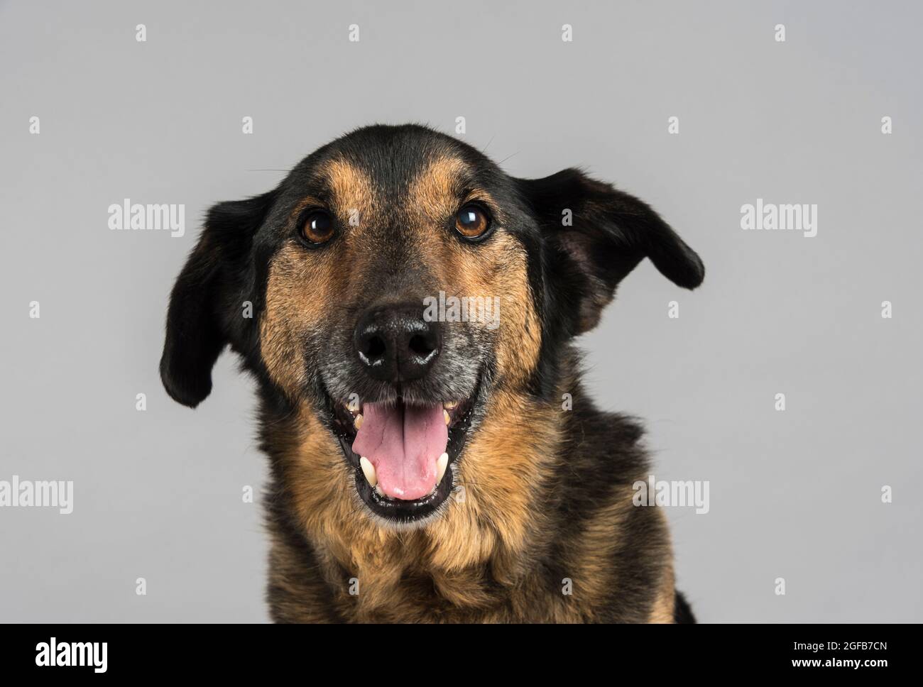Huntaway x Jack Russell dogs 12yrs old shot against a grey studio background. Stock Photo