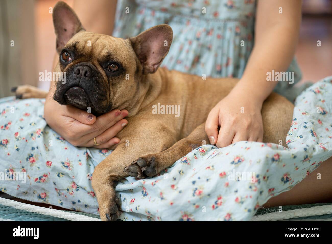 Cute french bulldog lying on a woman s lap indoors Stock Photo Alamy